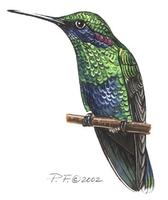 Image of: colibri coruscans (sparkling violet-ear)