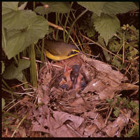 Image of: Oporornis formosus (Kentucky warbler)