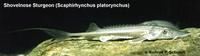 Image of: Scaphirhynchus platorynchus (shovelnose sturgeon)
