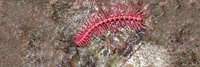 Shocking pink dragon millipede, Desmoxytes purpurosea