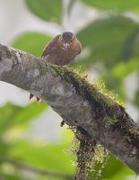 Buff-fronted Foliage-gleaner (Philydor rufus) photo