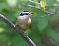 Red-breasted Nuthatch - Sitta canadensis