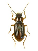 미기록 윤머리먼지벌레 - Trichotichnus longitarsis