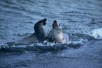 Grey Seals / 				Kegelrobben