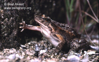: Discoglossus pictus; Painted Frog