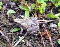 : Microhyla ornata; Ornamented Pygmy Frog