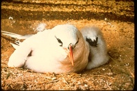 : Phaethon sp.; Tropic Bird