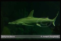 : Sphyrna tiburo; Bonnethead Shark