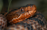 : Sistrurus miliarius miliarius; Carolina Pygmy Rattlesnake