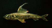 Aulopus bajacali, Eastern Pacific flagfin: