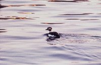 Clangula hyemalis - Long-tailed Duck
