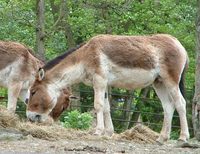 Equus hemionus kulan - Turkmenian Kulan