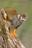 Saimiri sciureus - South American Squirrel Monkey