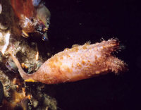 Styela clava (Clubbed Tunicate)