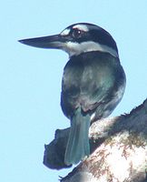Sombre Kingfisher - Todiramphus funebris