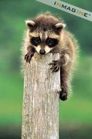 Young Raccoon (Procyon lotor) photo
