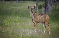 Greater kudu , Tragelaphus strepsiceros , Hwange National Park , Zimbabwe stock photo