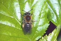 Andrena bicolor