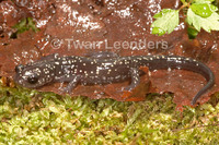 : Plethodon kentucki; Cumberland Plateau Salamander