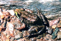 : Rana clamitans; Green Frog