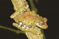 : Scinax sp.