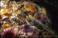 : Sebastes atrovirens; Kelp Rockfish;
