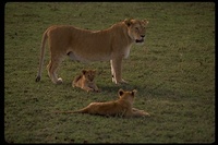 : Panthera leo; Lion