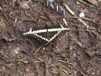 : Heraclides cresphontes; Giant Swallowtail