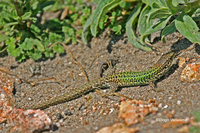 : Podarcis carbonelli berlenguensis; Wall Lizard