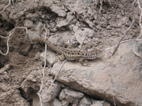 : Stenocercus ornatissimus; Peruvian Lizard