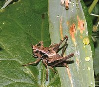 : Pholidoptera griseoaptera; Dark Bush-cricket