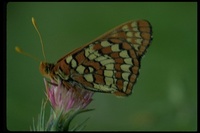 : Vanessa sp.; Lady Butterfly