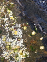 마라도 해안의 물속 풍경(위)과 바위에 다닥다닥 붙은 거북손(아래).