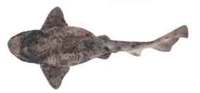 Draughtboard Shark - Cephaloscyllium laticeps
