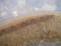 Nereis diversicolor - Harbour Ragworm