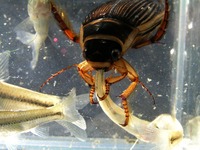 Dytiscus marginalis - Great Diving Beetle