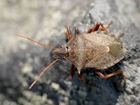 Picromerus bidens - Spiny Shieldbug