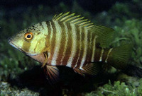 Hoplopagrus guentherii, Mexican barred snapper: fisheries, gamefish, aquarium