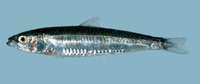 Spratelloides delicatulus, Delicate round herring: fisheries, bait