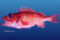 Sebastes simulator, Pinkrose rockfish: