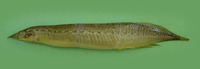 Macrognathus pancalus, Barred spiny eel: fisheries