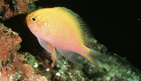 Serranocirrhitus latus, Hawkfish anthias: aquarium
