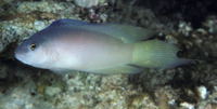 Ogilbyina velifera, Sailfin dottyback: aquarium