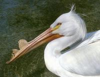 Pelecanus erythrorhynchos - American White Pelican