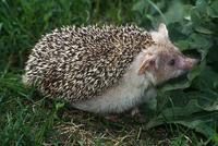 Hemiechinus auritus - Long-eared Hedgehog