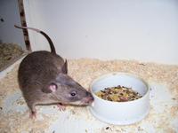 Cricetomys gambianus - Gambian Rat