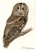 Image of: strix aluco (tawny owl)