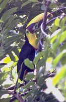Black-mandibled Toucan - Ramphastos ambiguus