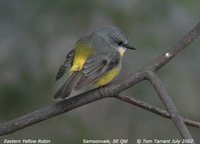 Yellow Robin - Eopsaltria australis