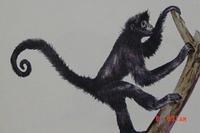 Black Spider Monkey (Ateles paniscus)